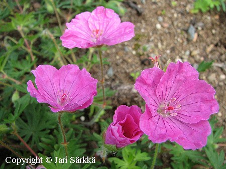 Geranium sanguineum 'Ankum's Pride'